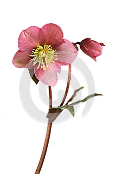 Hellebore flower and foliage photo