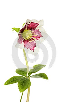 Hellebore flower and foliage