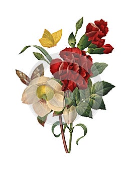 Hellebore Flower Illustration