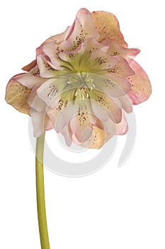 Hellebore flower isolated