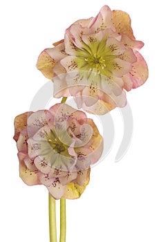 Hellebore flower isolated