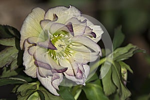 Hellebore Flower in Mauve and Cream