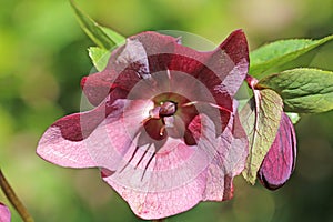 Hellebore flower in spring