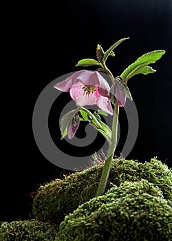 Hellebore Flower with Water Droplets