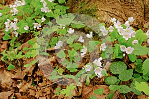 Hellebore flowers blossomed in the spring forest near the tree b