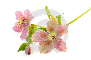 Hellebore flowers