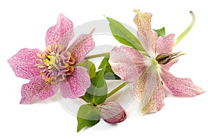 Hellebore photo