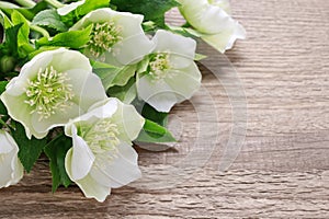 Hellebore flowers helleborus orientalis on wood photo