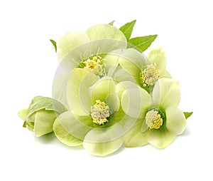 Hellebore flowers .