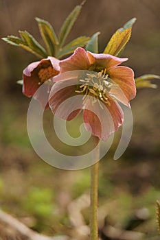 Hellebore flowers or Lenten rose - Helleborus orientalis