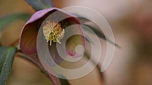 Hellebore flowers or Lenten rose - Helleborus orientalis