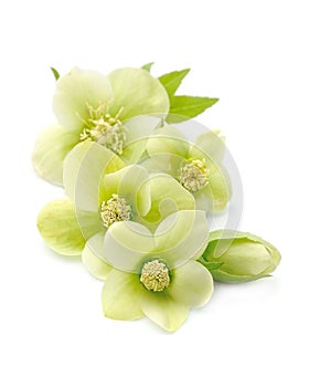 Hellebore flowers  on white backgrounds