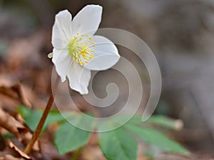 Hellebore, harbinger of spring, nature