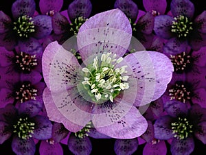 Hellebore (heleborus niger)