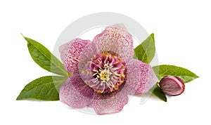 Hellebore