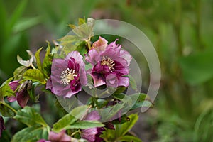 Hellebore hybrids or black hellebore Double Crown Rose