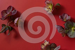 Hellebore Lenten Rose flowers arrangement on red background