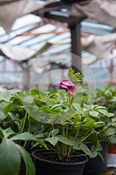 Hellebore orientalis Anemone pink picotee, beautifulflowers for winter garden