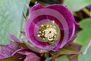 Purple Lenton Rose Hellebore Petal Cup 02
