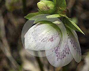 Hellebore Petal Design