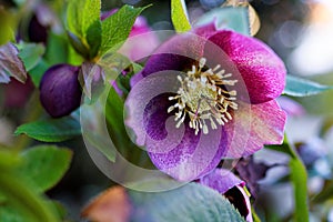 Hellebore purple bloom in garden in spring Bokeh background