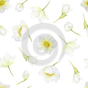 Hellebore. White flowers seamless pattern. Spring, winter flowers watercolor romantic or wedding background