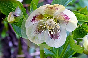 Lenton Rose Hellebore White Petal