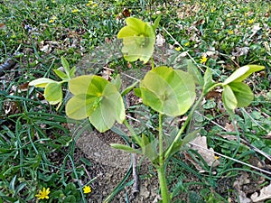 Hellebore

odourus green flower