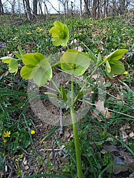 Hellebore

odourus green flower