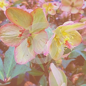 Hellebores