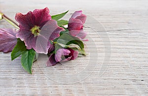 Hellebores