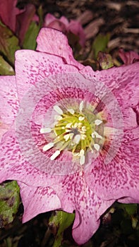 Hellebores