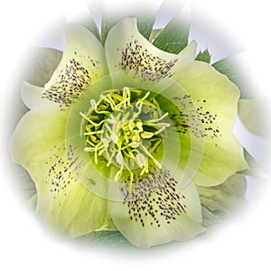 Hellebores