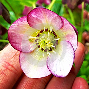 Hellebores and Aphid