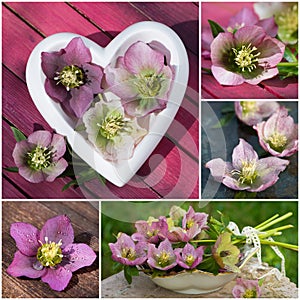 Hellebores collage