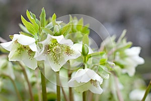 Hellebores flower
