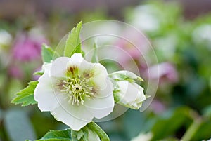 Hellebores flower
