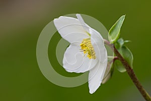 Hellebores flower (helleborus orientalis) or christmas rose
