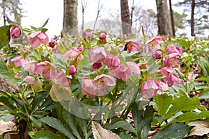 Hellebores flowers in the forest