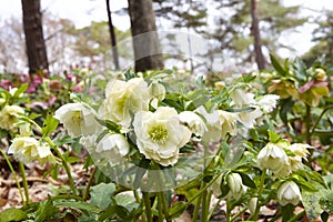 Hellebores flowers in the forest