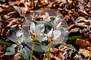 Hellebores growing in the forest