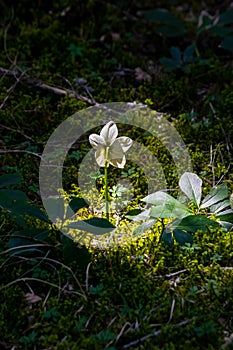 Hellebores growing in the forest