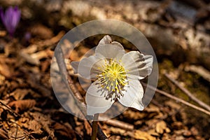 Hellebores growing in the forest, close up