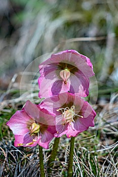 Hellebores growing in the forest, close up