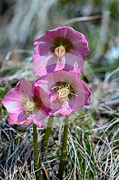 Hellebores growing in the forest, close up