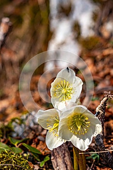 Hellebores growing in the forest, close up