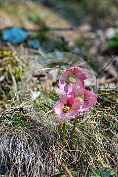 Hellebores growing in the forest, close up