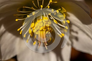 Hellebores growing in the forest, macro