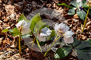 Hellebores growing in the forest, macro