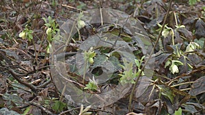 Hellebores helleborus argutifolius in flower.